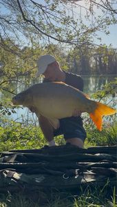 Mirror Carp
