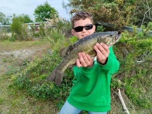 Largemouth Bass