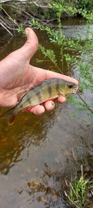 European Perch