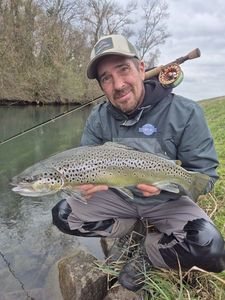 Brown Trout