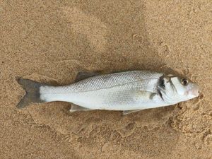 European Bass (Seabass)