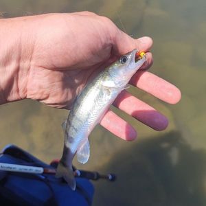 Zander
