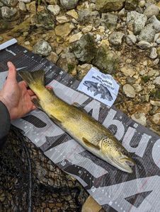 Brown Trout