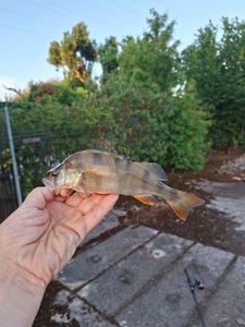 European Perch