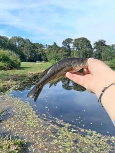 Largemouth Bass