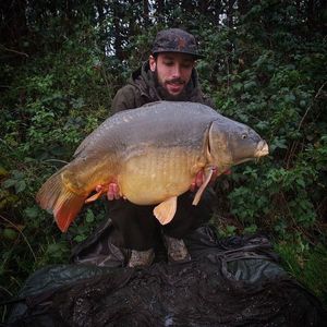Mirror Carp