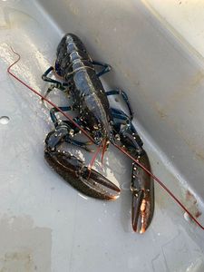 European Lobster