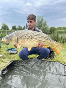 Common Carp