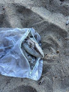 Common Cuttlefish