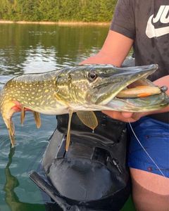 Northern Pike