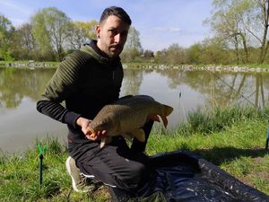 Common Carp