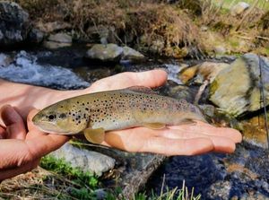 Brown Trout