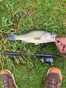 Largemouth Bass