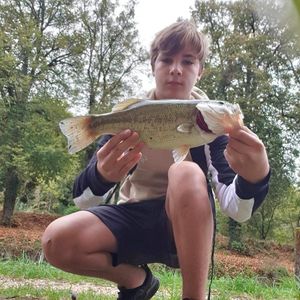 Largemouth Bass