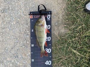European Perch