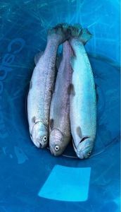 Rainbow Trout