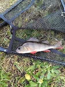 European Perch