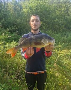 European Perch