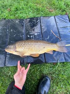 Common Carp