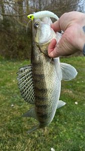 Zander
