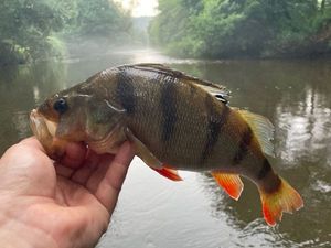 European Perch