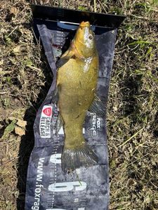Tench