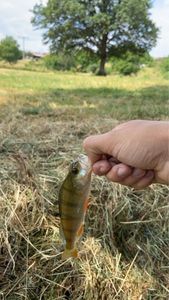 European Perch