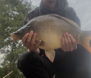 Mirror Carp