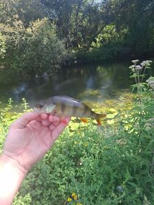 European Perch
