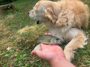 Largemouth Bass