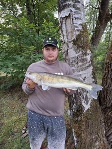 Zander