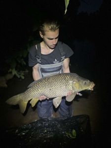 Common Carp