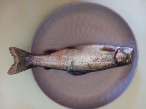 Cutthroat Trout