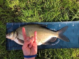 Common Bream