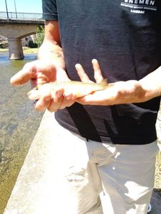 Chub