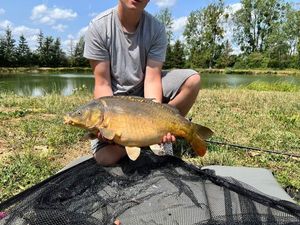 Mirror Carp