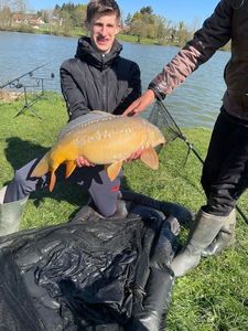 Common Carp