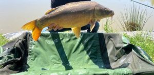Leather Carp