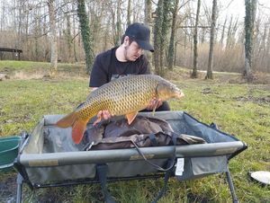 Common Carp