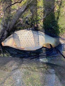 Common Carp caught by Eric Jimenez