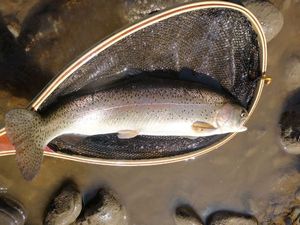 Rainbow Trout