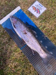 Rainbow Trout