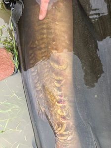 Mirror Carp