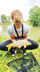 Common Carp