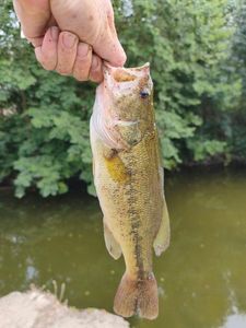 Largemouth Bass