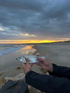 Spotted Seabass