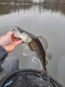 Zander