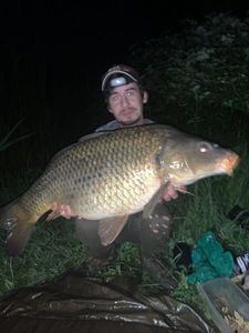 Common Carp