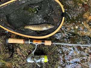 Brown Trout