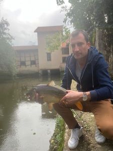 Mirror Carp